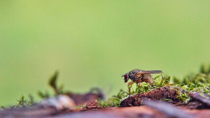 close up of a fly on a tree with moss and green background