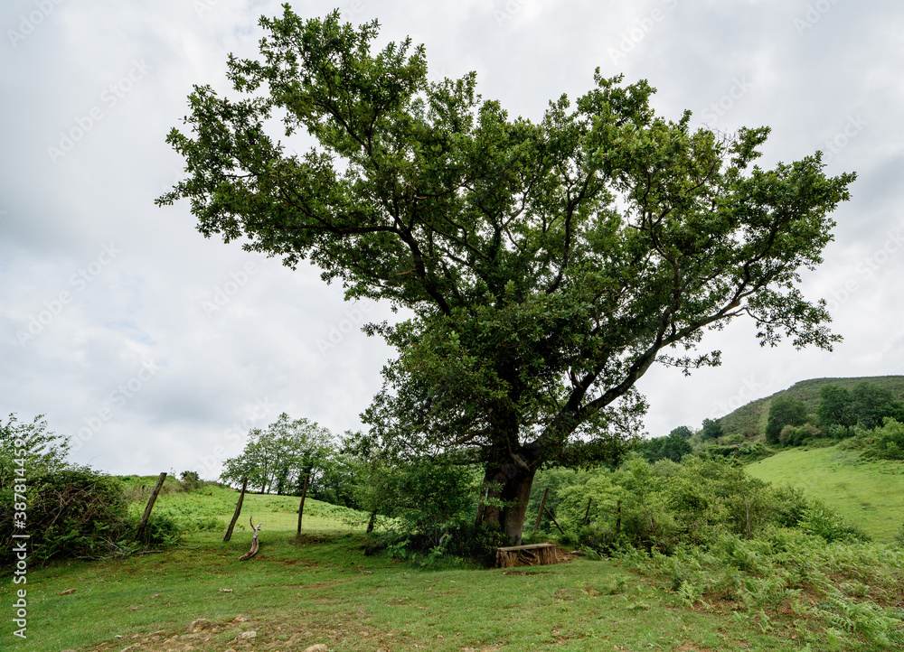 Wall mural solitary tree in the middle of a mountain covered with grass, the tree is large full of green leaves