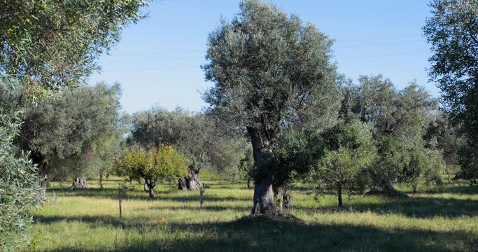 Alberi uliveti secolari in Calabria