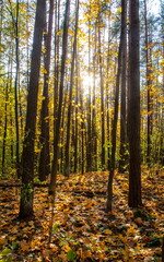 Autumn in the forest