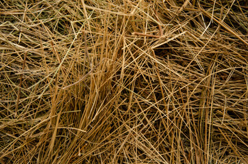 Background with a hay texture. Yellow straw from a farm