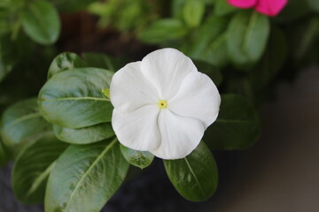 White Periwinkle Flower