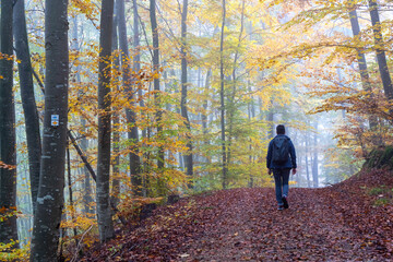 Fototapeta premium Herbst im Nebel