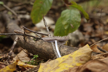 real forest autumn mushrooms close up