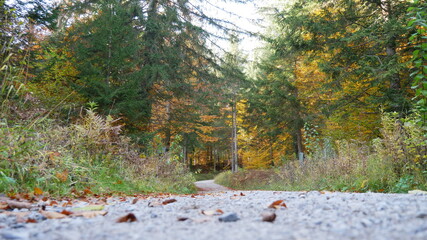 Waldaufnahme nähe Innsbruck