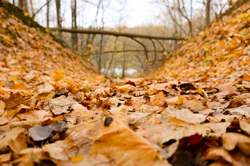 autumn forest