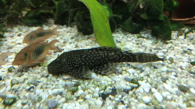 Antennenwelse im Aquarium.