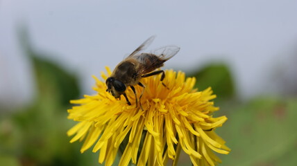 bee on a dandelion