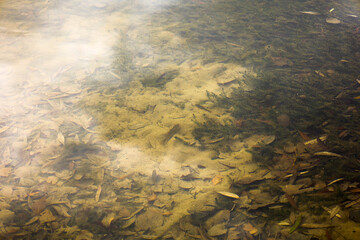 school of fish