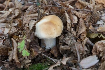 real forest autumn mushrooms close up