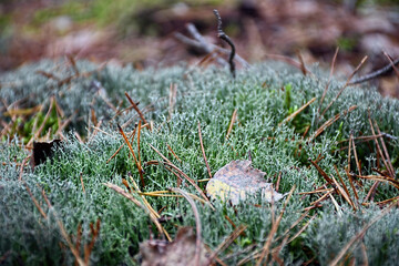 Cladonia rangiferina, also known as grey reindeer lichen or reindeer moss. A macro shot of this specimen found in a forest near Warsaw, Poland.