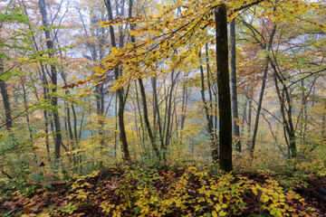 Fototapeta premium Herbst im Nebel
