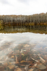 lake in the forest