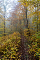 Herbst im Nebel