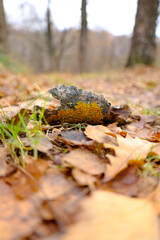autumn in the forest