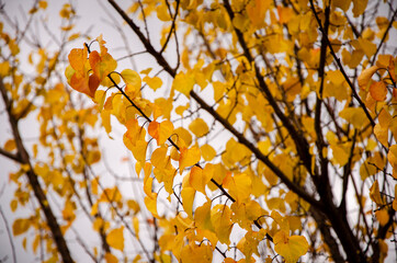 Branch of a tree with yellow autumn leaves on a  cloudy sky background. Autumn nature.