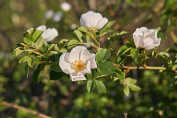 Rosehip flowers close-up, Soft focus. Rosehip is brewed in tea.