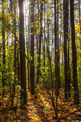 Autumn in the forest