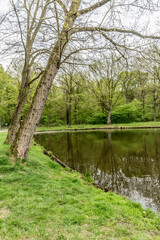 Fototapeta na wymiar Lake shore with green grass and two sloping bare trees, calm water and slight reflection on the water, trees and green vegetation in the background, cloudy day in South Limburg, Netherlands