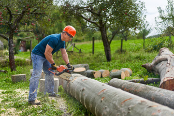 Lumberjack sawing beech logs