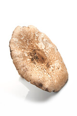 Wild mushroom isolated on white background, with shadow.