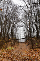 autumn in the forest
