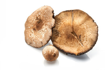 Wild Foraged Mushroom selection isolated on white background, with shadow.