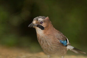 Arrendajo euroasiático (Garrulus glandarius), mirando a cámara con fondo verde.