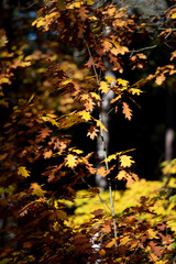 Herbst im Wald
