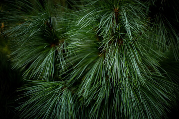 Christmas tree branches. Nature New Year concept. Merry Christmas card.