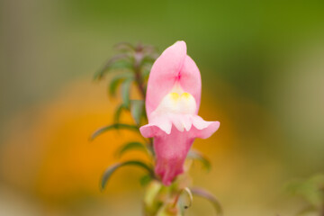close up of a flower