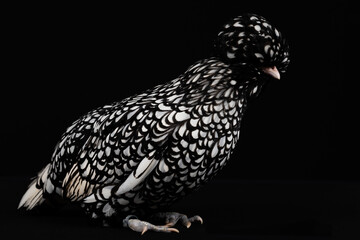 The Padau chicken Latin: gallus domesticus is a breed with a very kind character and often used for...