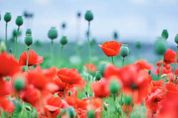 Red poppies blooming