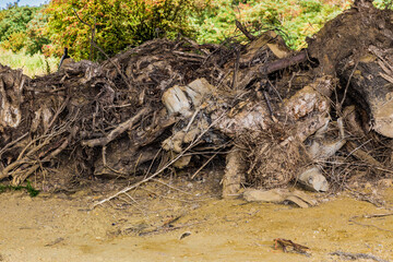 Close-up of the roots and trunks of the extracted trees piled up on the dirt ground, green leaf trees in the background, sunny day in Elsloo and Meers, South Limburg in the Netherlands Holland