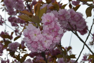 Exploring the temples and nature around Mount Fuji during Cherry Blossom on Honshu Island in Japan