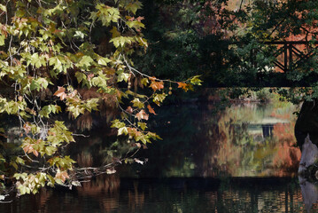 autumn in the park