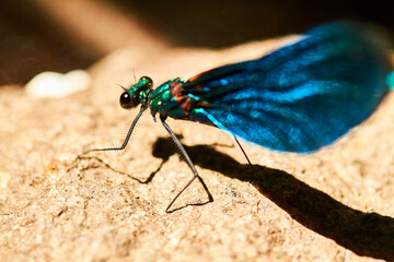 Blue dragonfly resting on a rock