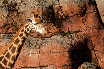 Image of a giraffe living in a zoo. The giraffe is placed in a very natural habitat with several...