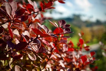 Red bush on the garden - Bergeris rubrostilla