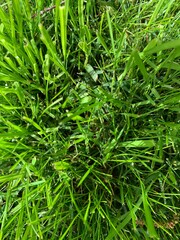 green grass background
