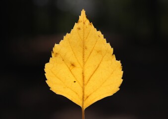 autumn leaf