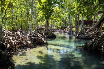 Tha Pom Khlong Song Nam ,mangrove forest, Krabi
