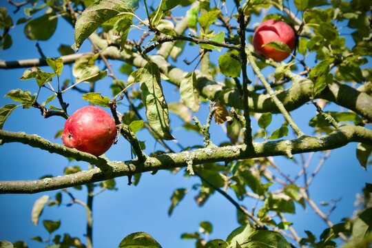 Two apples hanging on the tree