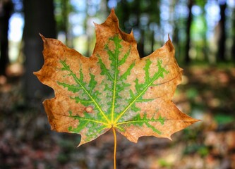 autumn leaf