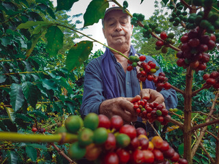 Colombian coffee grower