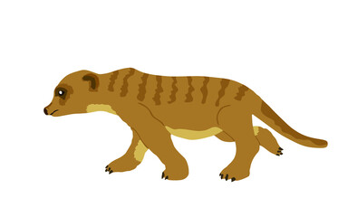 Meerkat vector illustration isolated on white background.