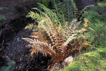 Wald im Herbst; Dorf