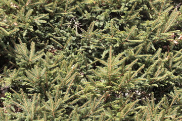 Natur, Landschaft, Herbst, Baum , Bl&auml;tter , Schweiz, Wald, Reisen, Tourismus, Park , Gr&uuml;n, Travelling, Travel, Autmn, Autnm, Trip, Tourism,Switzerland, forest, tree, landscape, valley Mountain, Berg, 