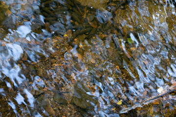 Wald im Herbst; Dorf