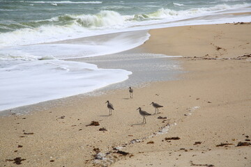 Birds on the beach running toward the surf